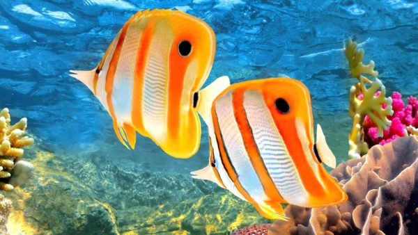 fish-tank-quiet-music-magnificent-picture-inspirations-coral-reef-aquarium-the-best-relax-hours